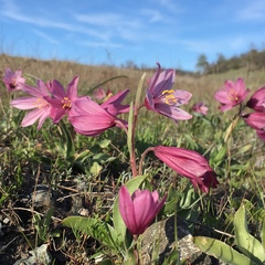 Fritillaria pluriflora