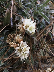 Phacelia egena