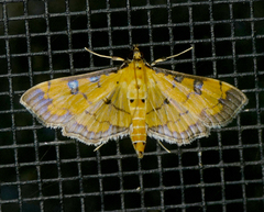 Ategumia ebulealis