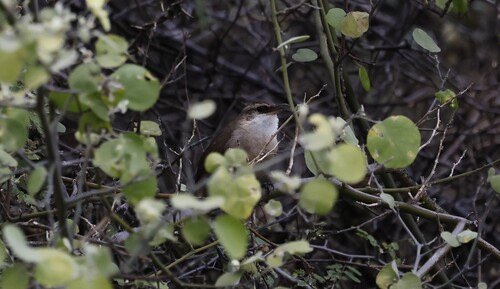 Bolivian Earthcreeper (Tarphonomus harterti), photo 3