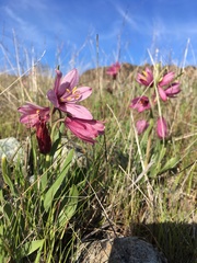 Fritillaria pluriflora