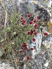 Lomatium hooveri