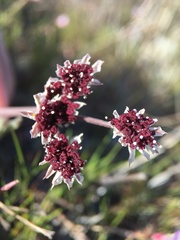 Lomatium hooveri