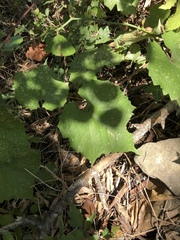 Vitis berlandieri