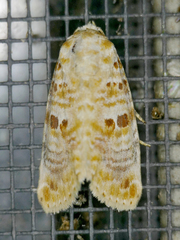 Diastema tigris
