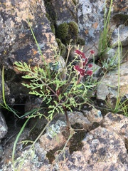 Lomatium hooveri