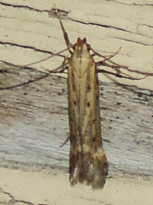Knapweed seedhead moth