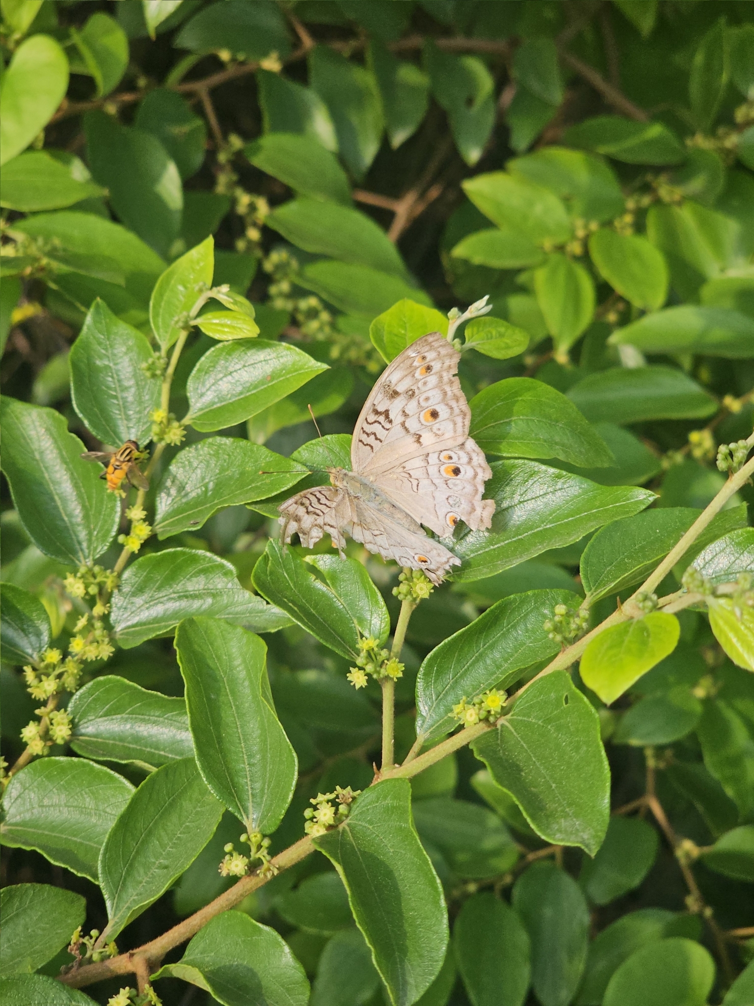 Grey Pansy