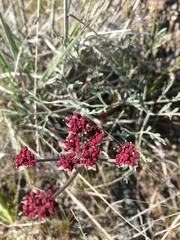 Lomatium hooveri