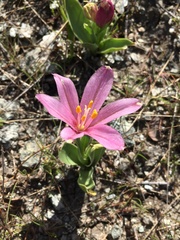 Fritillaria pluriflora