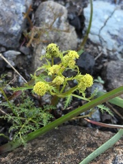 Sanicula tuberosa