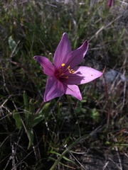 Fritillaria pluriflora