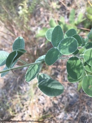 Lespedeza hirta hirta