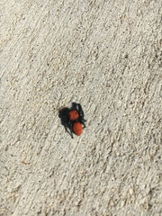 Phidippus cardinalis