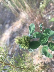 Lespedeza hirta hirta