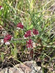 Lomatium hooveri