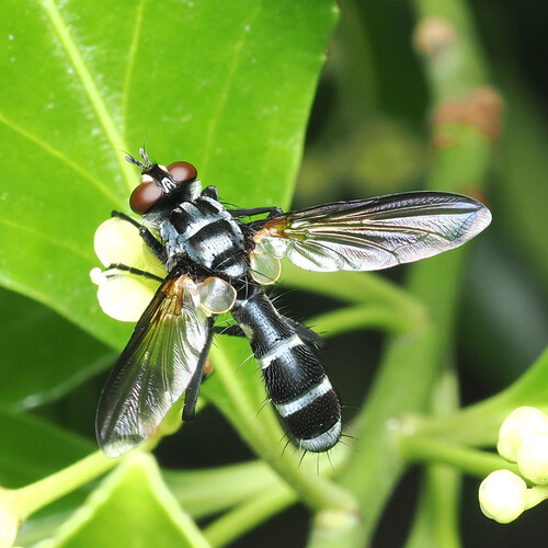 Cylindromyia petiolata