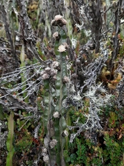 Baccharis genistelloides