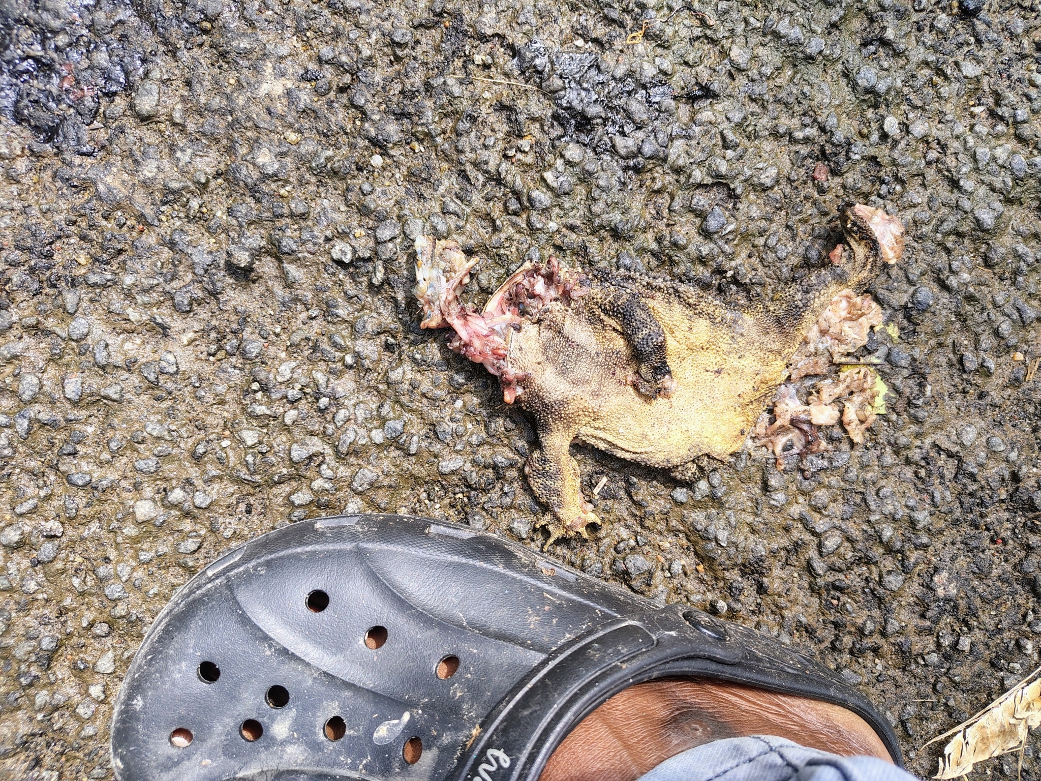 Indian Common True Toad