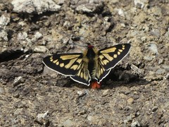 Metardaris cosinga