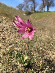 Fritillaria pluriflora