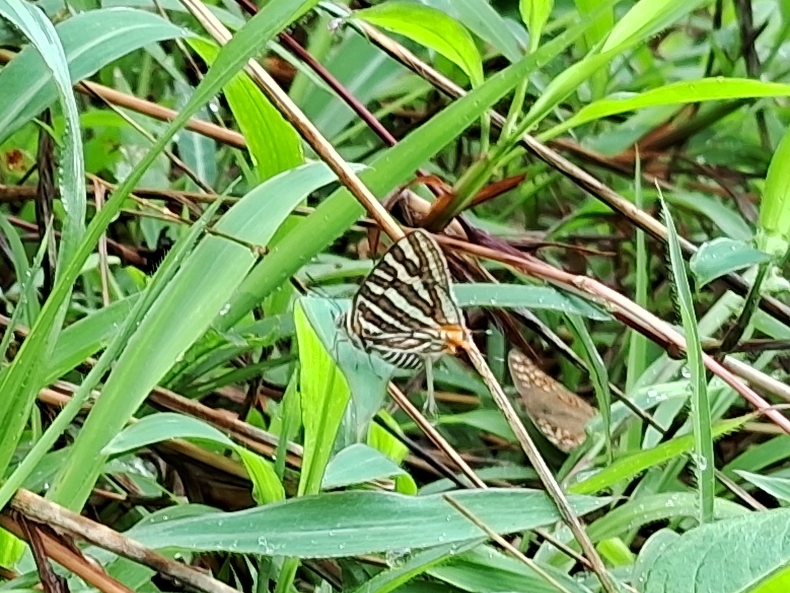 Common Silverline