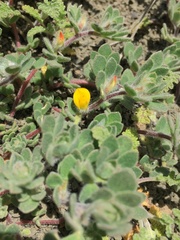 Acmispon brachycarpus