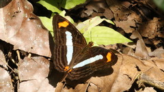Adelpha iphiclus