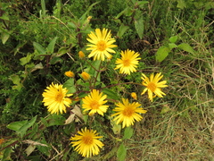 Munnozia senecionidis