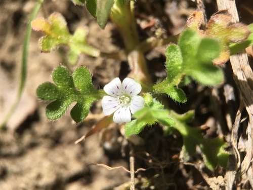 Littlefoot nemophila (Nemophila pedunculata)