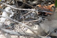 Pholidoscelis maynardi