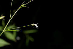 Diastatea
