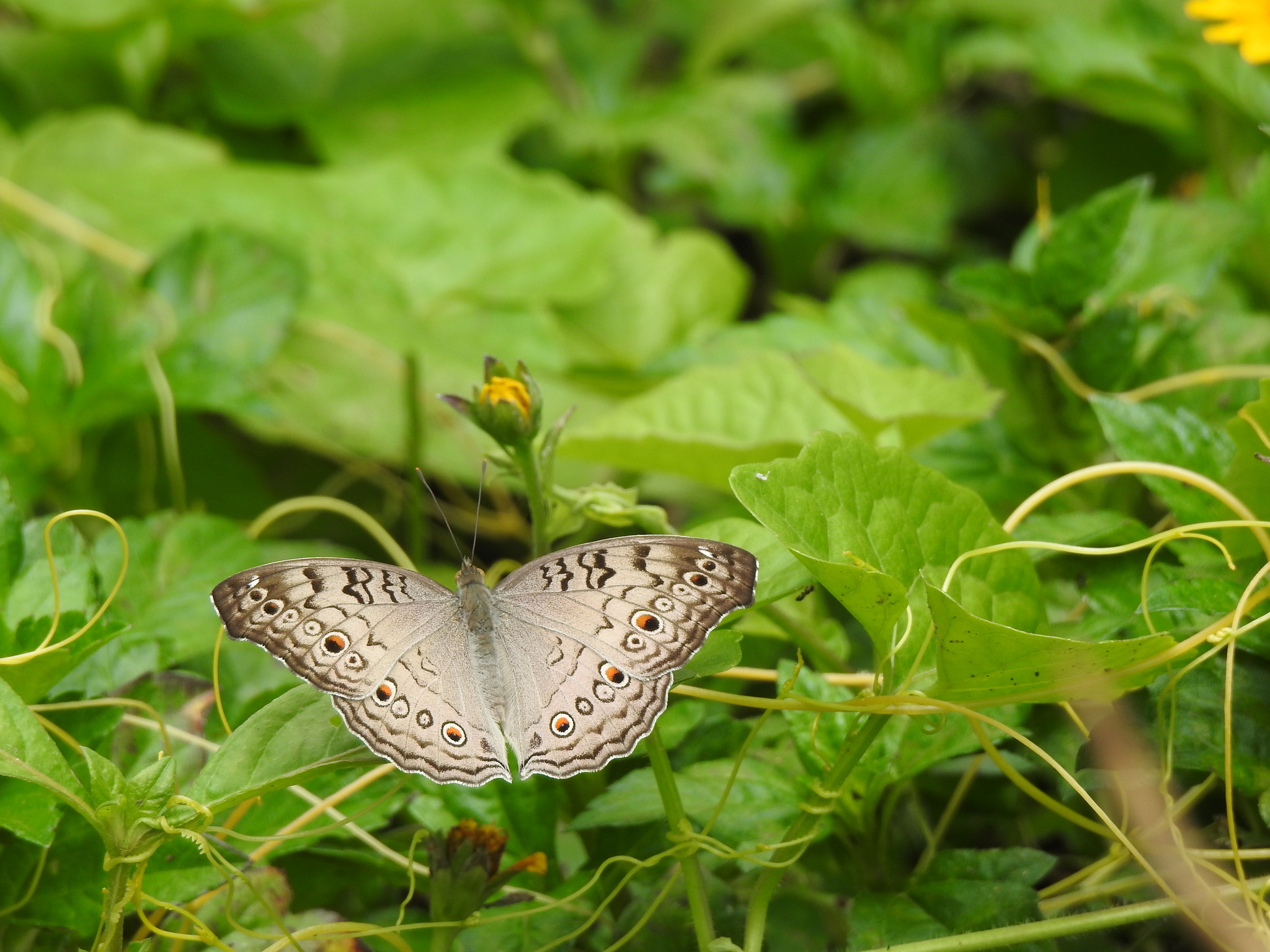 Grey Pansy