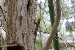 Anolis scriptus leucophaeus