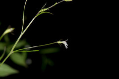 Diastatea
