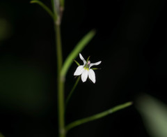 Diastatea