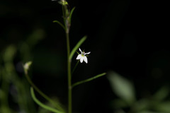 Diastatea