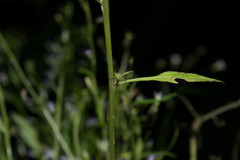 Diastatea