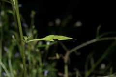 Diastatea