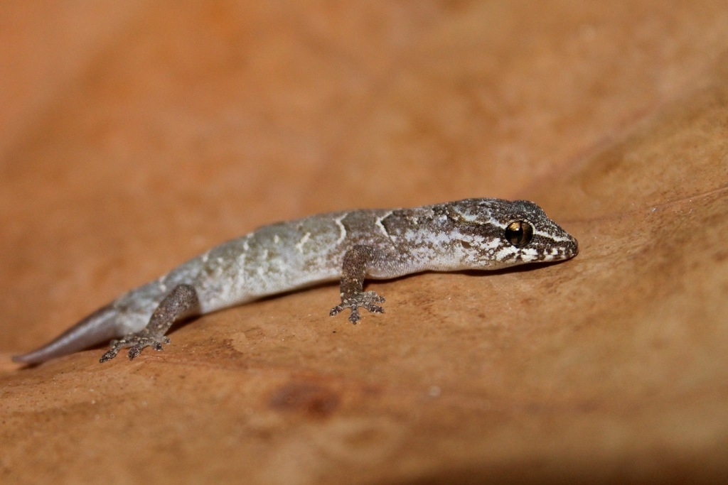 Inagua Gecko