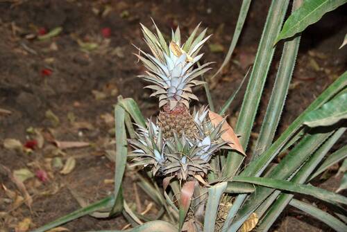 pineapple
