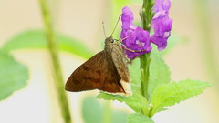 Astraptes