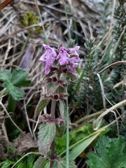 Stachys elliptica