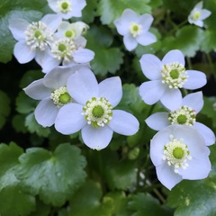 Kumlienia hystricula