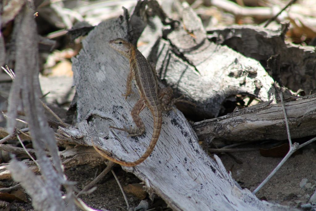 Inagua Curlytail Lizard