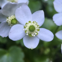 Kumlienia hystricula