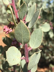 Arctostaphylos nissenana