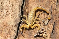 Centruroides guanensis