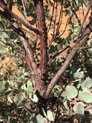 Arctostaphylos nissenana