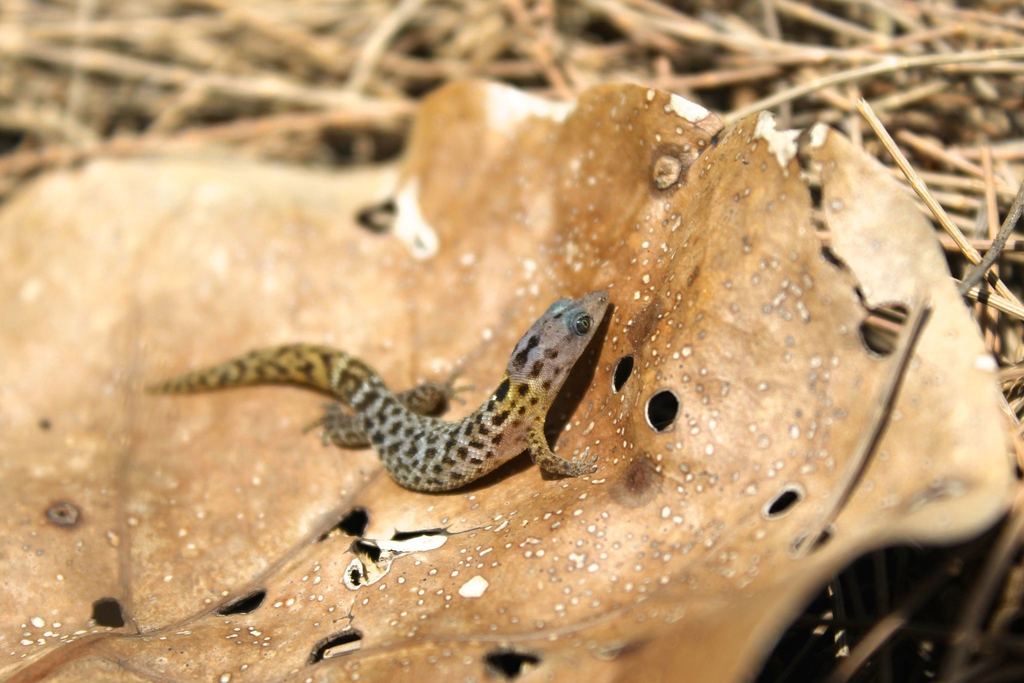Inagua Least Gecko